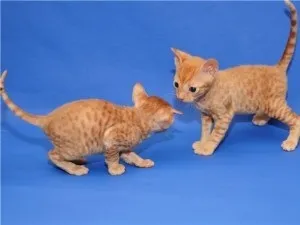 Уральський рекс фото кішки, ціна, характер породи, опис, відео (уральський рекс) Уральський рекс фото кішки, ціна, характер породи, опис, відео
