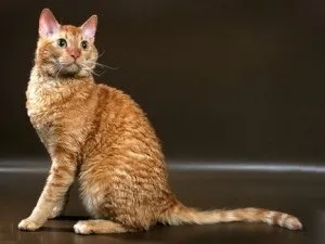 Уральський рекс фото кішки, ціна, характер породи, опис, відео (фото) Уральський рекс фото кішки, ціна, характер породи, опис, відео