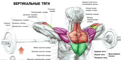 Вправи в тренажерному залі на плечі комплекс ефективних тренувань