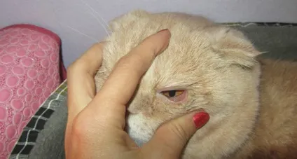 У кота закисают очі