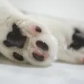 Догляд за подушечками
