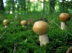 Валуй - форум, їстівні гриби і грибні опису, фото, рецепти приготування (валуй) Валуй - форум, їстівні гриби і грибні опису, фото, рецепти приготування