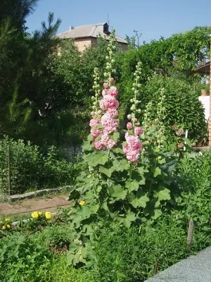 Пристрій квітників на дачі своїми руками, дачасадовода (своїми) Пристрій квітників на дачі своїми руками, дачасадовода