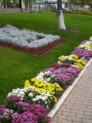 Пристрій квітників на дачі своїми руками, дачасадовода (пристрій) Пристрій квітників на дачі своїми руками, дачасадовода