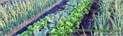 Вузькі грядки своїми руками таблиця поєднання овочів, своїми руками - як зробити самому (своїми) Вузькі грядки своїми руками таблиця поєднання овочів, своїми руками - як зробити самому