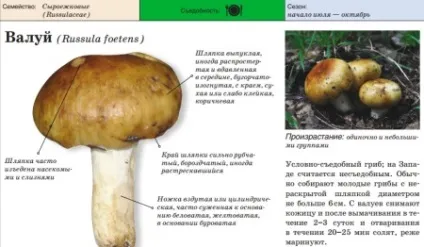 Валуй корисні властивості і шкода, застосування і опис грибів, як готувати (корисні) Валуй корисні властивості і шкода, застосування і опис грибів, як готувати