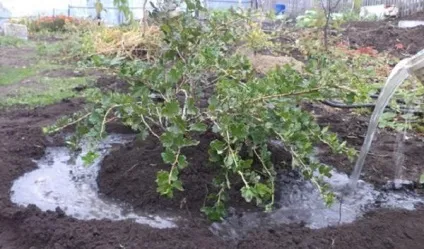 Догляд за агрусом круглий рік - запорука хорошого щорічного врожаю на присадибній ділянці