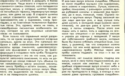 Валуй - форум, їстівні гриби і грибні опису, фото, рецепти приготування (опис грибів) Валуй - форум, їстівні гриби і грибні опису, фото, рецепти приготування