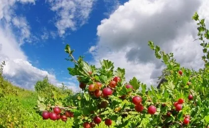 Догляд за агрусом круглий рік - запорука хорошого щорічного врожаю на присадибній ділянці