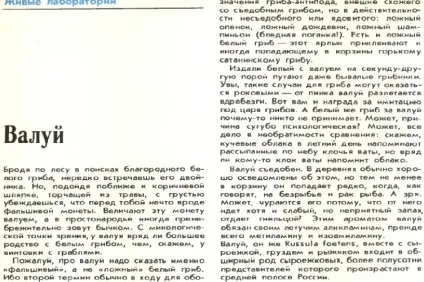 Валуй - форум, їстівні гриби і грибні опису, фото, рецепти приготування (гриби) Валуй - форум, їстівні гриби і грибні опису, фото, рецепти приготування