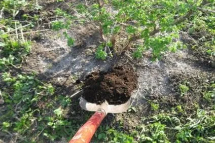 Догляд за агрусом круглий рік - запорука хорошого щорічного врожаю на присадибній ділянці