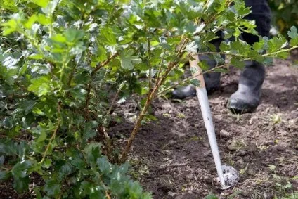 Догляд за агрусом круглий рік - запорука хорошого щорічного врожаю на присадибній ділянці