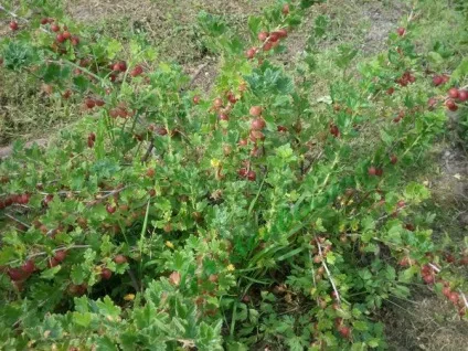 Догляд за агрусом круглий рік - запорука хорошого щорічного врожаю на присадибній ділянці