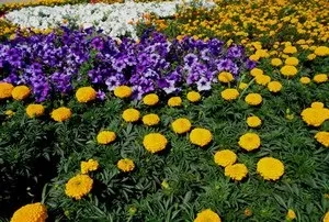 Вертикальні і горизонтальні клумби з петунії (вертикальні) Вертикальні і горизонтальні клумби з петунії