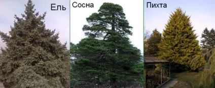 Вічнозелені хвойні породи дерев темнохвойних лісів (ландшафт) Вічнозелені хвойні породи дерев темнохвойних лісів