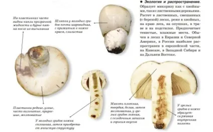 Валуй корисні властивості і шкода, застосування і опис грибів, як готувати (шкода) Валуй корисні властивості і шкода, застосування і опис грибів, як готувати