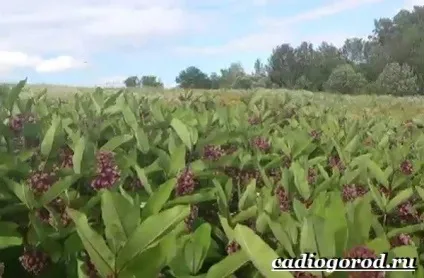 ваточник квітка