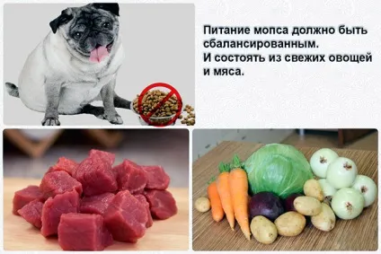 Вага мопса - норма, таблиця ваги, поради по раціону (таблиця) Вага мопса - норма, таблиця ваги, поради по раціону
