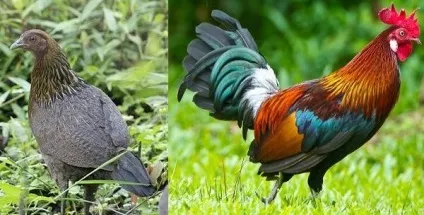 Дикі кури - предки домашніх несучок, фото і відео (сьогодні дикі кури) Дикі кури - предки домашніх несучок, фото і відео