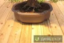 Вибір рослини для бонсай для початківців, сорти, види, умови, технологія, вирощування, догляд (20 (бонсай) Вибір рослини для бонсай для початківців, сорти, види, умови, технологія, вирощування, догляд (20