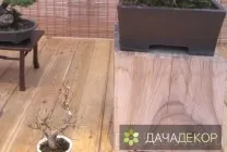 Вибір рослини для бонсай для початківців, сорти, види, умови, технологія, вирощування, догляд (20 (вибір) Вибір рослини для бонсай для початківців, сорти, види, умови, технологія, вирощування, догляд (20
