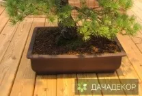 Вибір рослини для бонсай для початківців, сорти, види, умови, технологія, вирощування, догляд (20 (умови) Вибір рослини для бонсай для початківців, сорти, види, умови, технологія, вирощування, догляд (20