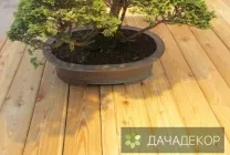 Вибір рослини для бонсай для початківців, сорти, види, умови, технологія, вирощування, догляд (20 (умови) Вибір рослини для бонсай для початківців, сорти, види, умови, технологія, вирощування, догляд (20