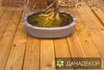Вибір рослини для бонсай для початківців, сорти, види, умови, технологія, вирощування, догляд (20 (догляд) Вибір рослини для бонсай для початківців, сорти, види, умови, технологія, вирощування, догляд (20