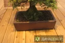 Вибір рослини для бонсай для початківців, сорти, види, умови, технологія, вирощування, догляд (20 (догляд) Вибір рослини для бонсай для початківців, сорти, види, умови, технологія, вирощування, догляд (20