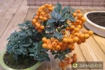 Вибір рослини для бонсай для початківців, сорти, види, умови, технологія, вирощування, догляд (20 (умови) Вибір рослини для бонсай для початківців, сорти, види, умови, технологія, вирощування, догляд (20