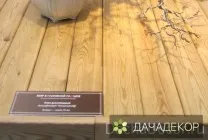 Вибір рослини для бонсай для початківців, сорти, види, умови, технологія, вирощування, догляд (20 (догляд) Вибір рослини для бонсай для початківців, сорти, види, умови, технологія, вирощування, догляд (20
