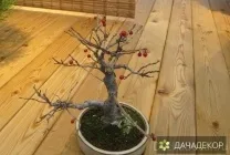 Вибір рослини для бонсай для початківців, сорти, види, умови, технологія, вирощування, догляд (20 (догляд) Вибір рослини для бонсай для початківців, сорти, види, умови, технологія, вирощування, догляд (20