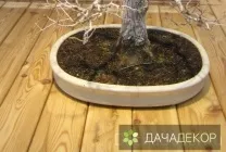 Вибір рослини для бонсай для початківців, сорти, види, умови, технологія, вирощування, догляд (20 (бонсай) Вибір рослини для бонсай для початківців, сорти, види, умови, технологія, вирощування, догляд (20