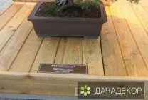 Вибір рослини для бонсай для початківців, сорти, види, умови, технологія, вирощування, догляд (20 (умови) Вибір рослини для бонсай для початківців, сорти, види, умови, технологія, вирощування, догляд (20