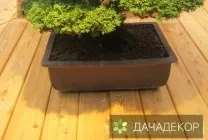 Вибір рослини для бонсай для початківців, сорти, види, умови, технологія, вирощування, догляд (20 (вибір) Вибір рослини для бонсай для початківців, сорти, види, умови, технологія, вирощування, догляд (20