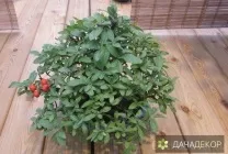 Вибір рослини для бонсай для початківців, сорти, види, умови, технологія, вирощування, догляд (20 (рослини) Вибір рослини для бонсай для початківців, сорти, види, умови, технологія, вирощування, догляд (20