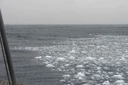 Види морських льодів