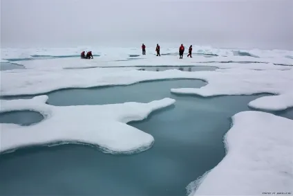 Види морських льодів