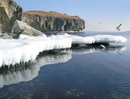 Види морських льодів