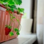 Вирощування полуниці на балконі цілий рік як посадити і виростити (ремонтантна полуниця на балконі) Вирощування полуниці на балконі цілий рік як посадити і виростити