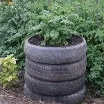 Вирощування картоплі в автомобільних шинах (вирощування) Вирощування картоплі в автомобільних шинах