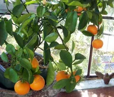 Вирощування цитрусових у домашніх умовах (вирощування) Вирощування цитрусових у домашніх умовах