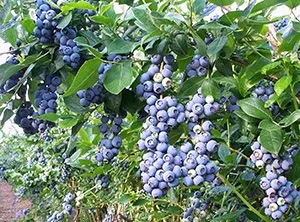 Вирощування чорниці для продажу, корисні статті на блозі Беккер (ящики відкритий грунт) Вирощування чорниці для продажу, корисні статті на блозі Беккер