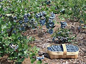 Вирощування чорниці для продажу, корисні статті на блозі Беккер (чорниці) Вирощування чорниці для продажу, корисні статті на блозі Беккер