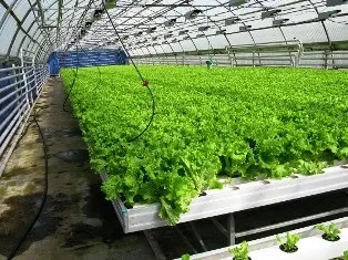 Вирощування цибулі ріпчастої на перо як бізнес, технологія (технологія) Вирощування цибулі ріпчастої на перо як бізнес, технологія