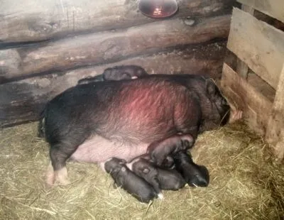 Вислобрюхі в'єтнамські свині вирощування, розведення і догляд в домашніх умовах (вирощування) Вислобрюхі в'єтнамські свині вирощування, розведення і догляд в домашніх умовах