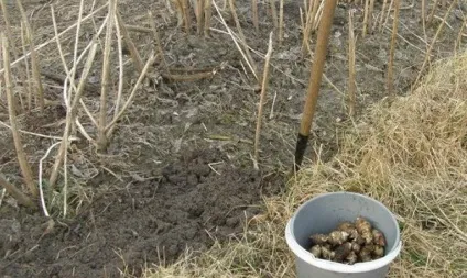 Вирощування топінамбура - як виростити на дачі, від розмноження до збору врожаю відео (врожаю) Вирощування топінамбура - як виростити на дачі, від розмноження до збору врожаю відео