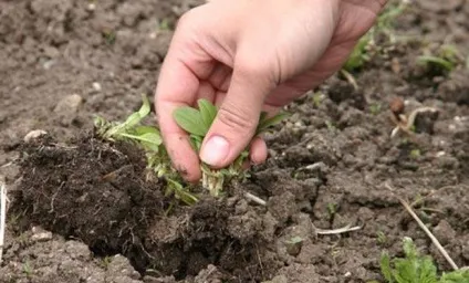 Вирощування фацелії посадка і догляд за медоносним рослиною (фацелія посадка і догляд у відкритому грунті) Вирощування фацелії посадка і догляд за медоносним рослиною