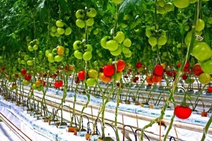Вирощування і догляд, пасинкування помідорів в теплиці - фото і вигляді (теплиці) Вирощування і догляд, пасинкування помідорів в теплиці - фото і вигляді