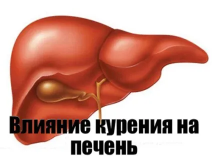 Вплив нікотину на печінку може коштувати життя (вплив нікотину печінка) Вплив нікотину на печінку може коштувати життя